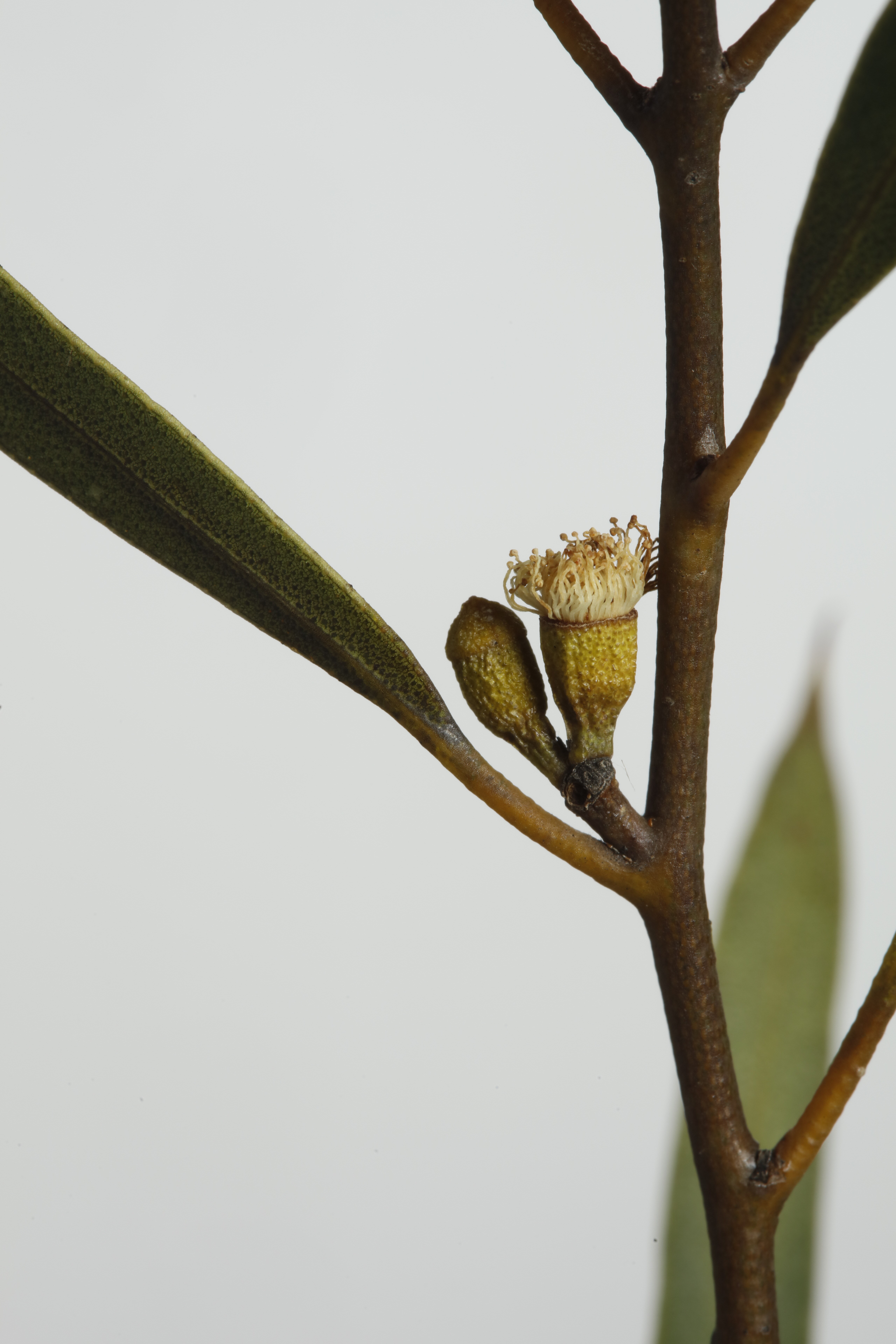 Trend 9: Carbon Neutral Cosmetics