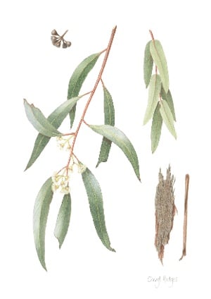 Eucalyptus kochii placeholder_Cheryl Hodges-1