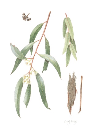 Eucalyptus kochii placeholder_Cheryl Hodges-1