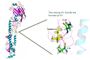 HA_T4 exploded bonds view 300px
