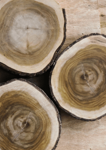 Sandalwood Album 212x300