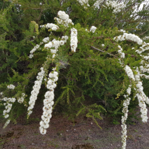 Kunzea plant