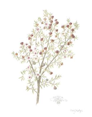 Manuka (Leptospermum scoparium)
