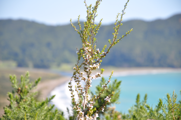 Manuka icon bay 600px