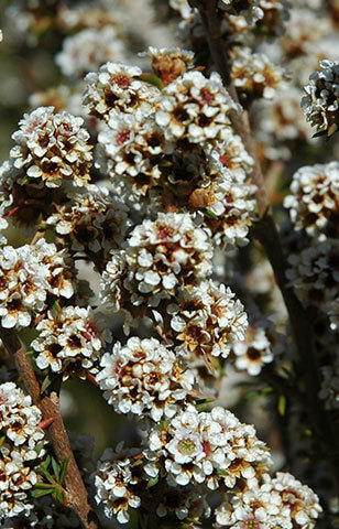 Fragonia
