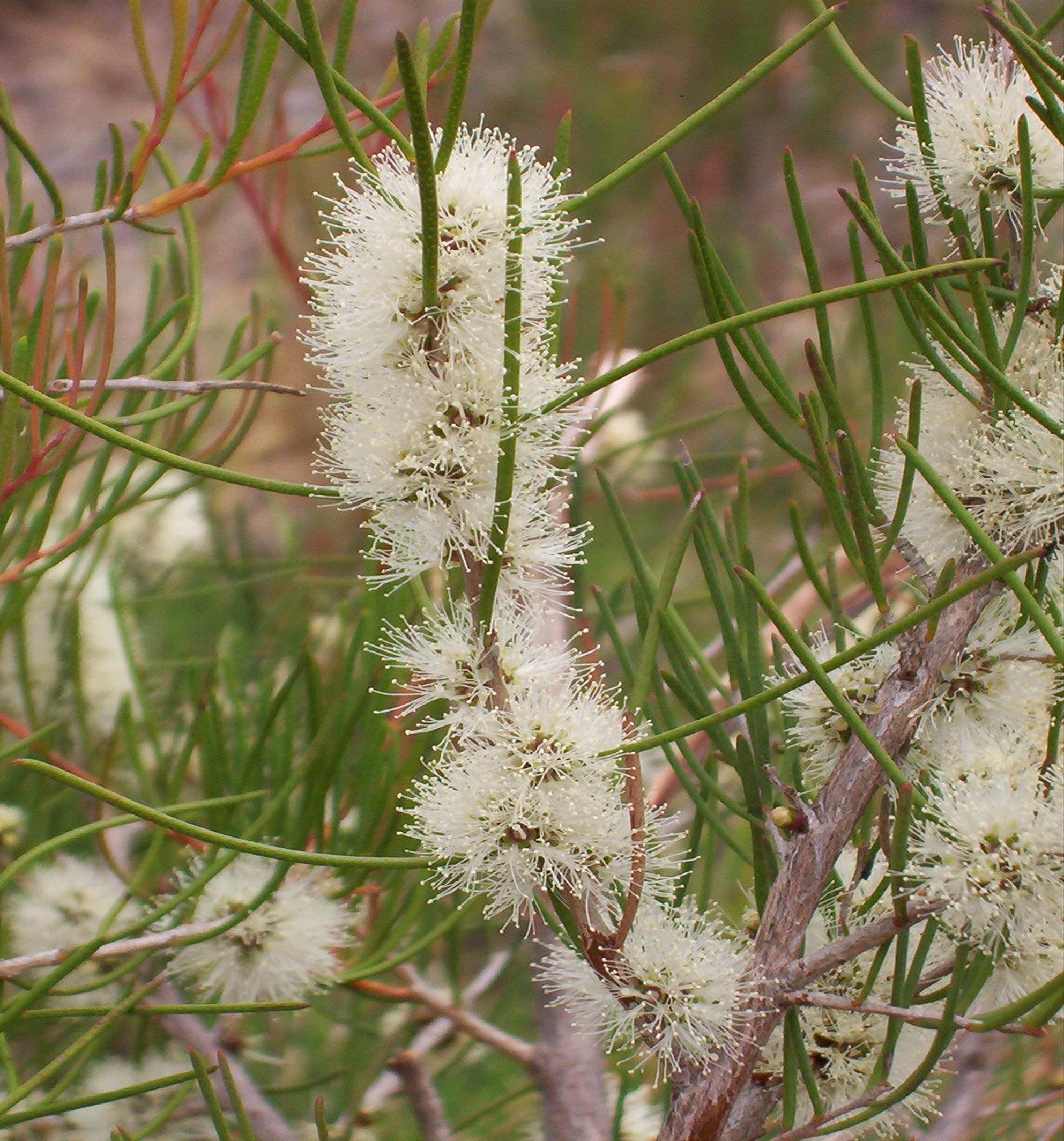 15. Honey myrtle