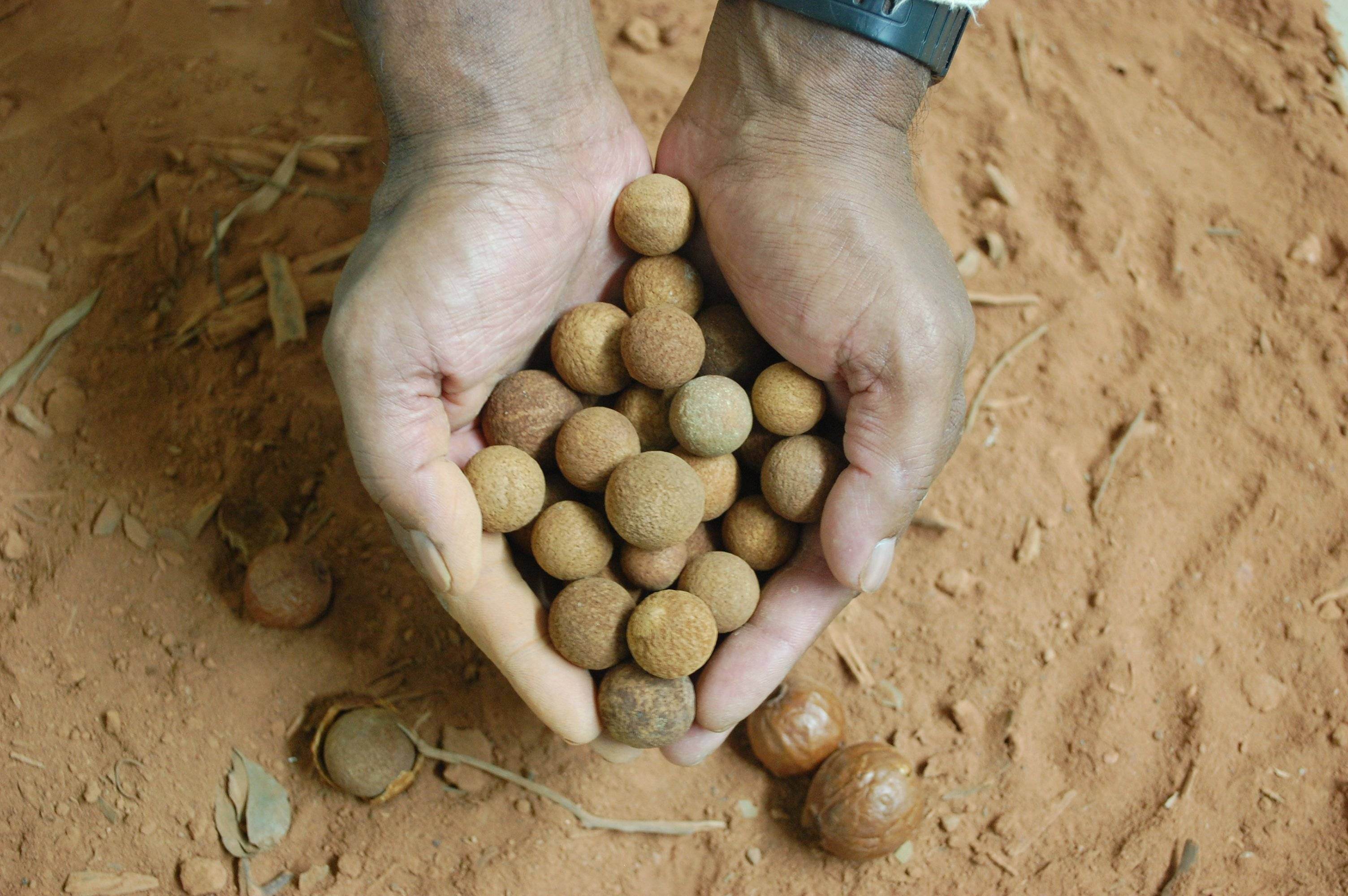 28. Sandalwood Seed Oil