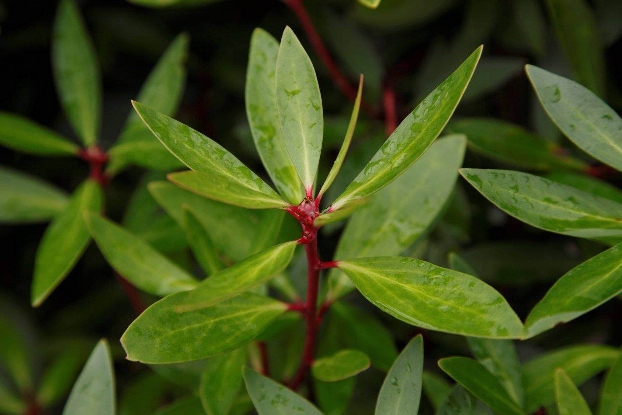 36. Mountain Pepper
