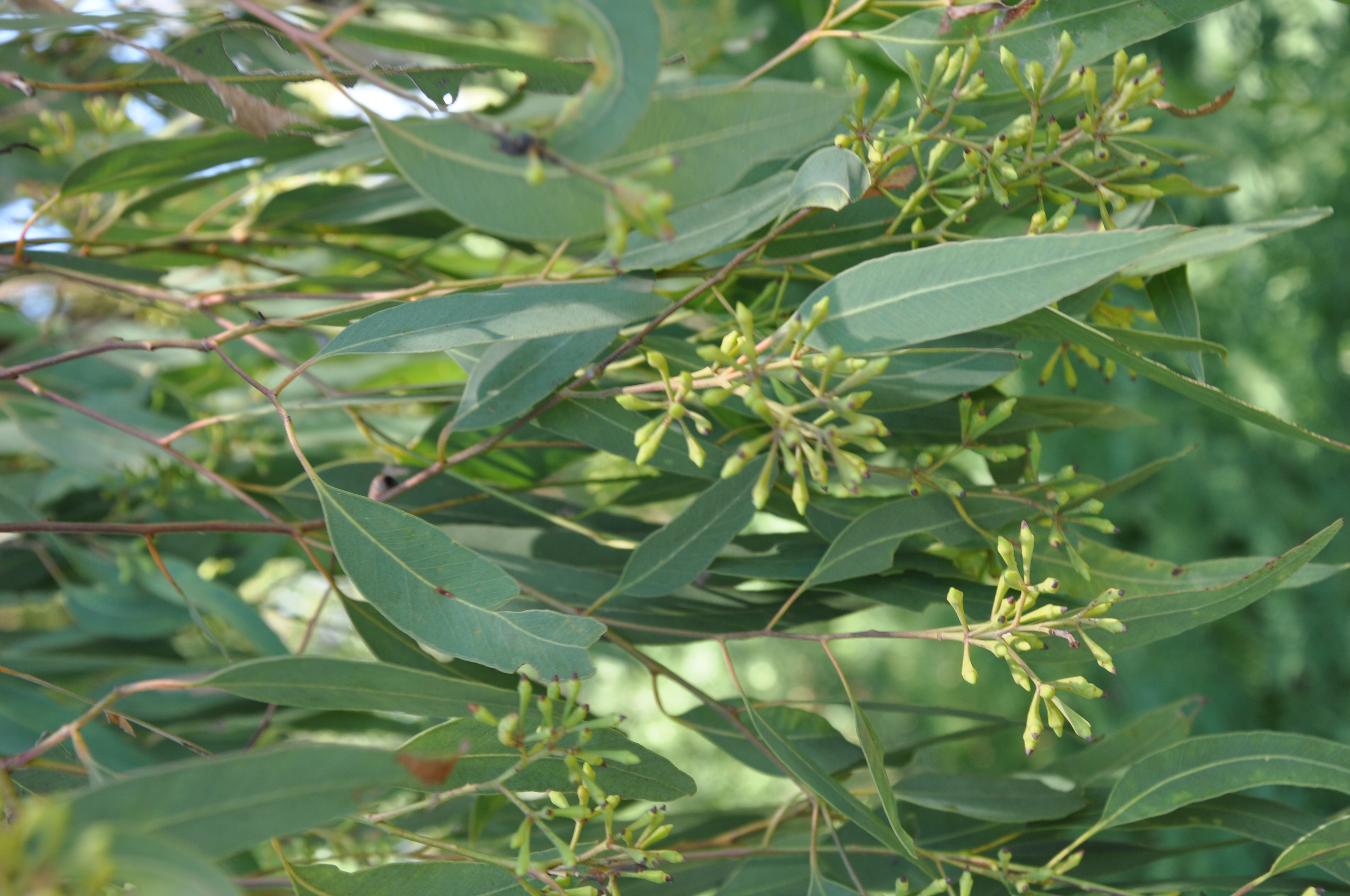 7. Eucalyptus radiata