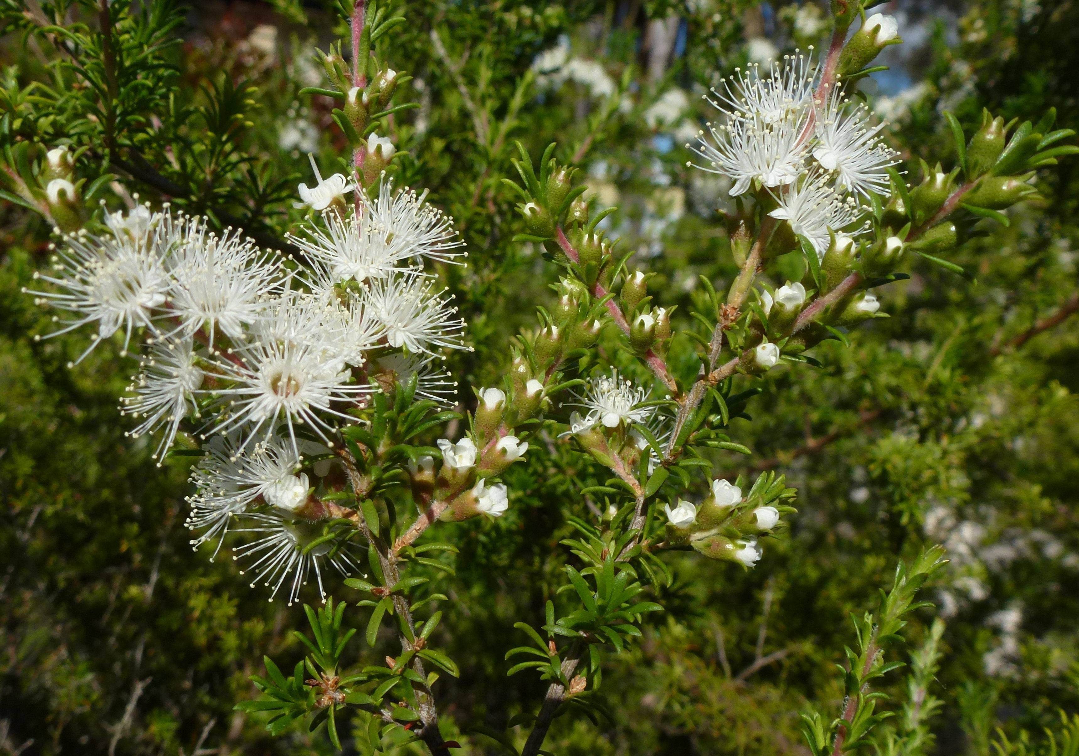 16. Kunzea