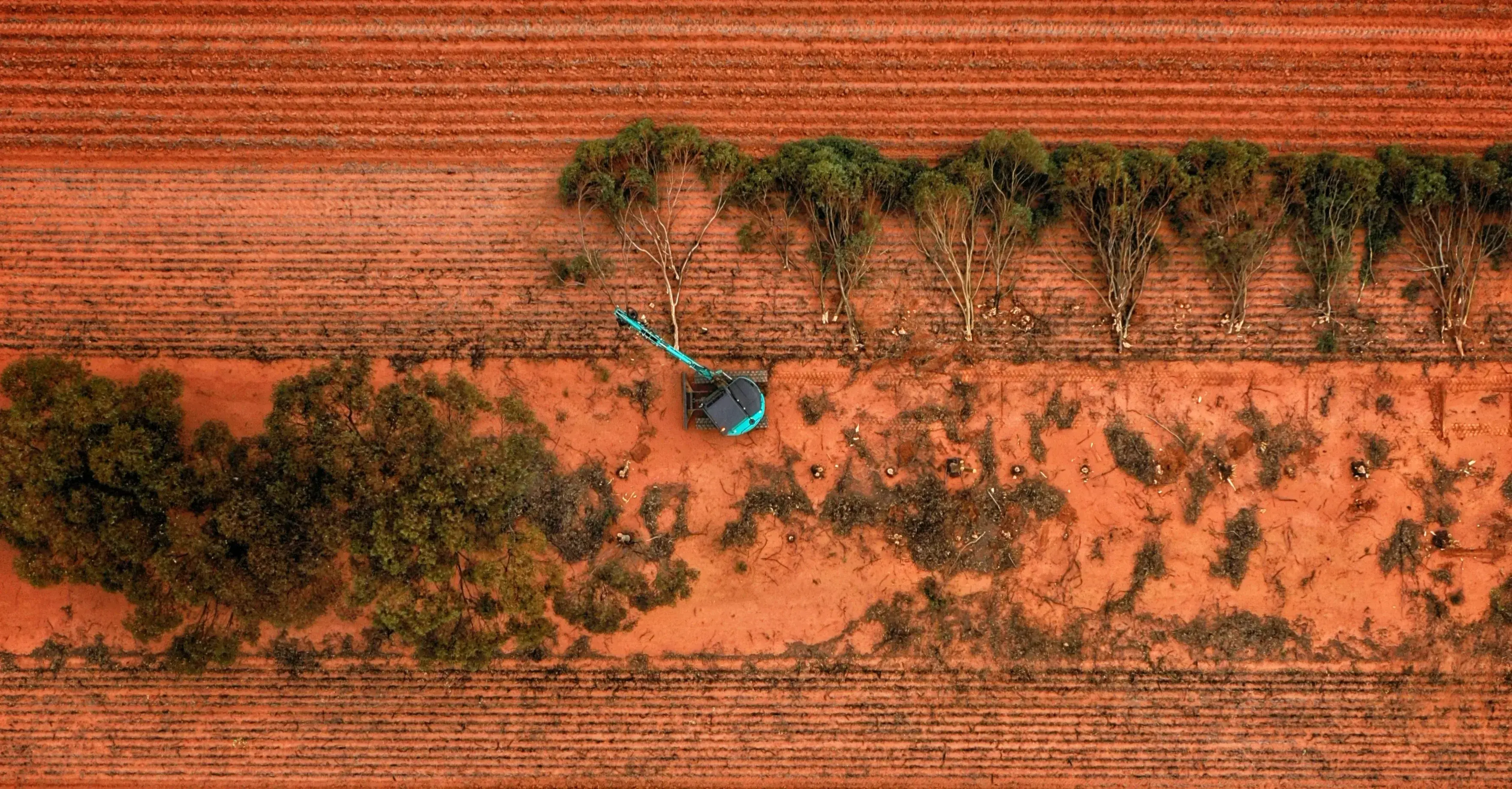 Saving Eucalyptus Trees by harvesting them