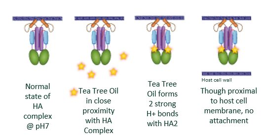 TTO antiviral HA explainer