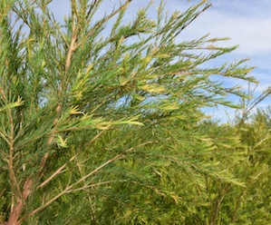 Tea tree branch blog-2