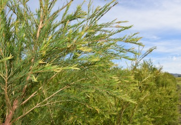 Antimicrobial Applications of Tea Tree