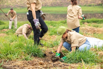 Planting trees for koalas