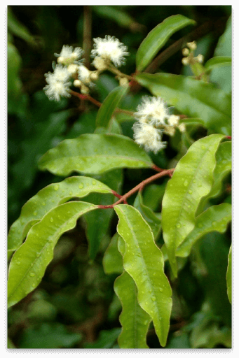 Anise Myrtle