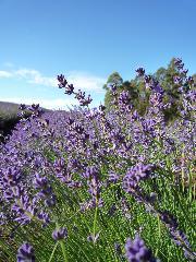 Lavender (Australian)