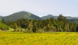 Organic Essential Oils in Australia | Down Under Enterprises