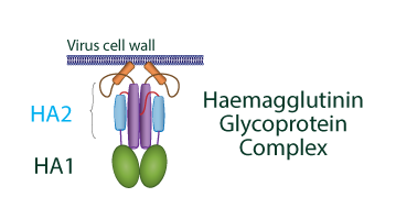 Haemagglutinin (HA) Complex