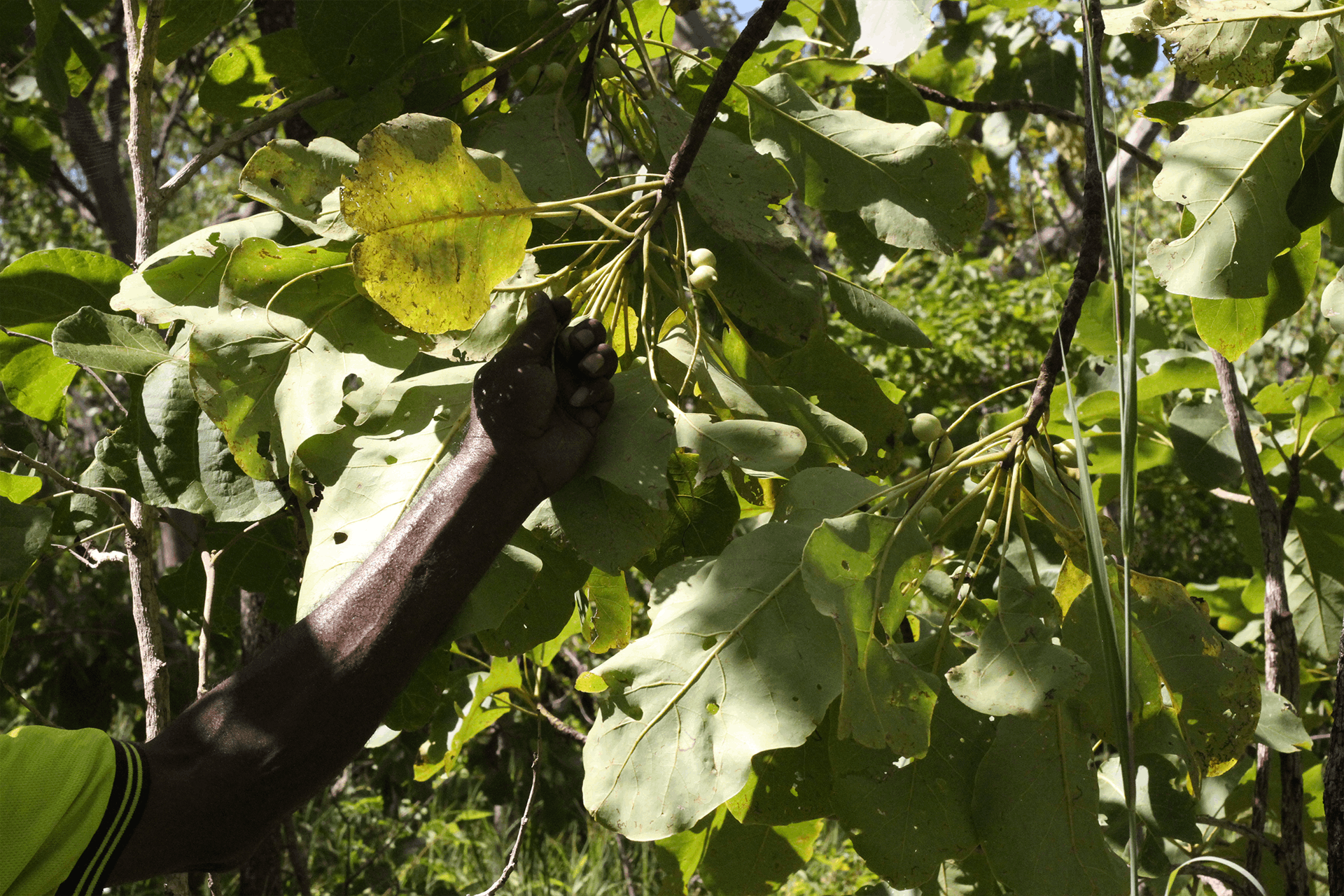 Kakadu Plum: Unique Antioxidant Superfruit from Australia