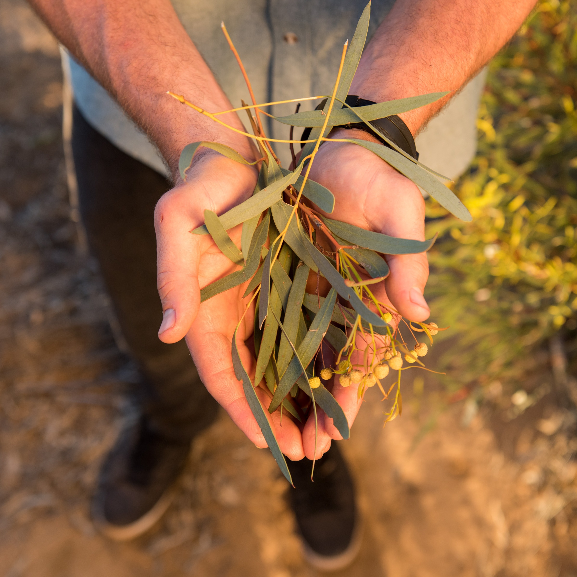 Come back to the Original - Australian Eucalyptus