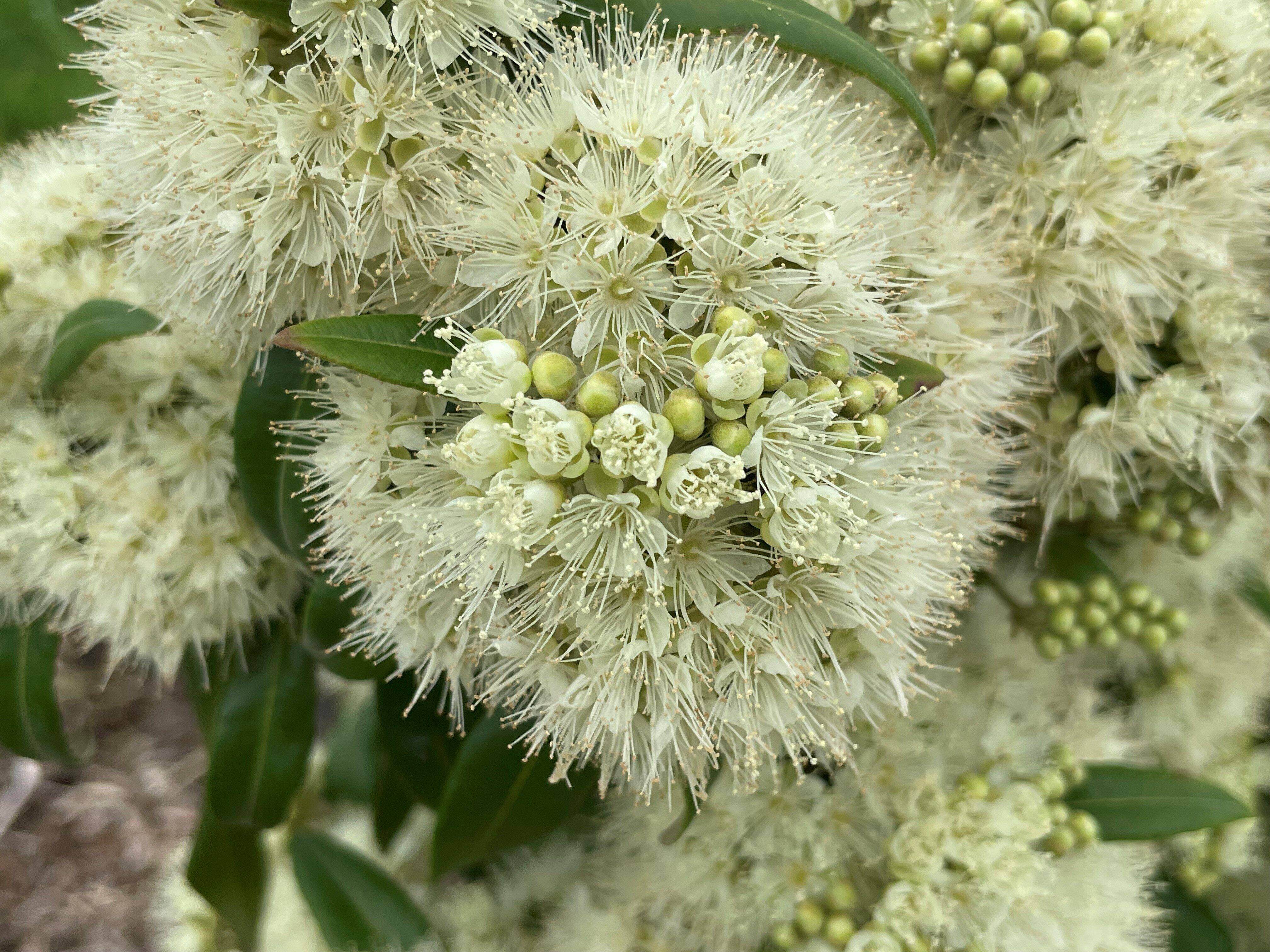 Lemon Myrtle Safety: What You Need to Know
