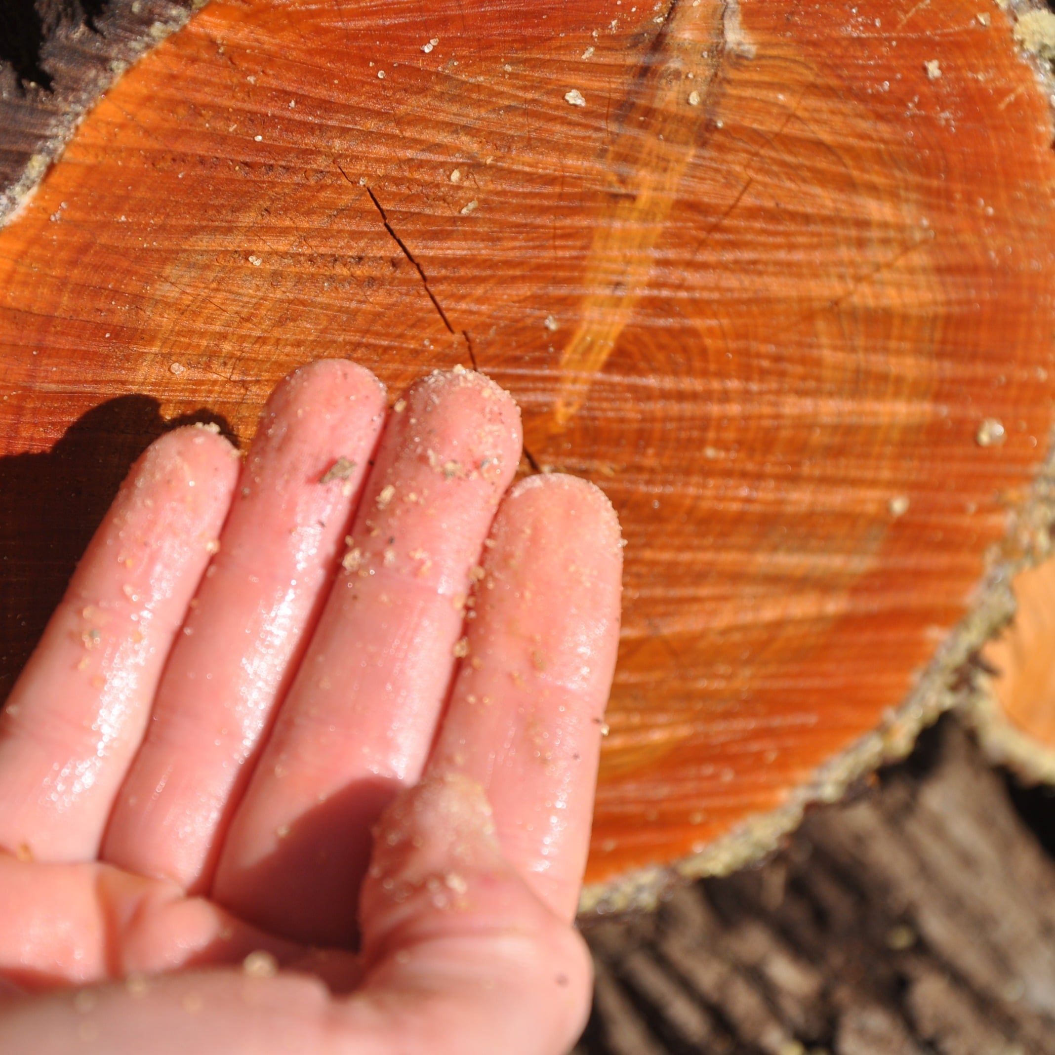 white cypress wood oil
